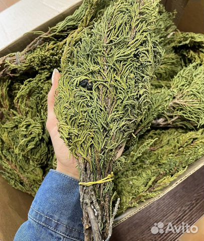 Артыш (арса) Алтайский, Можжевельник, шаман