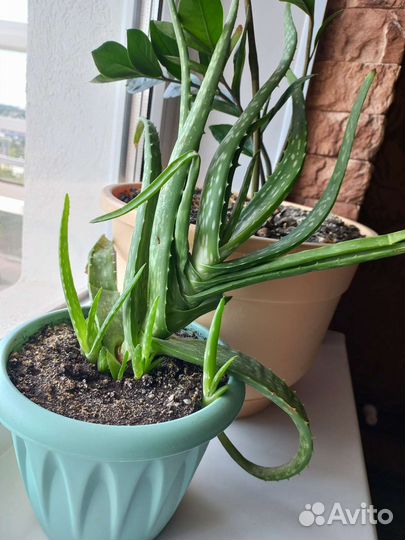 Цветок алоэ