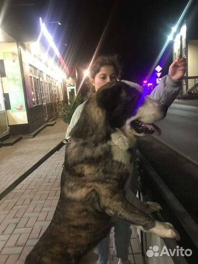 Алабай сао Вязка