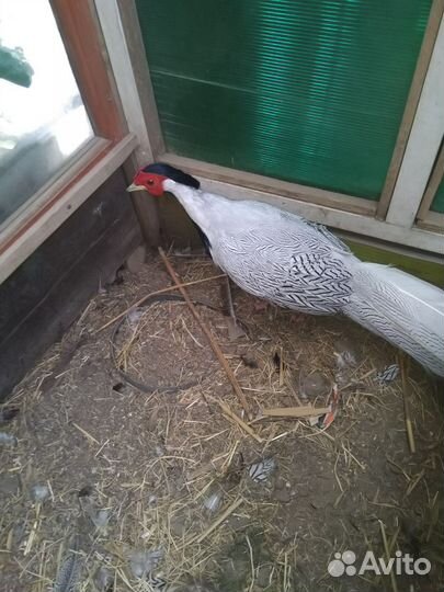 Продаю фазанов