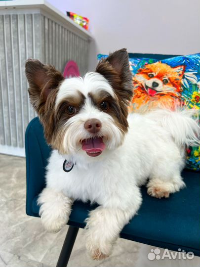 Груминг стрижка собак и кошек