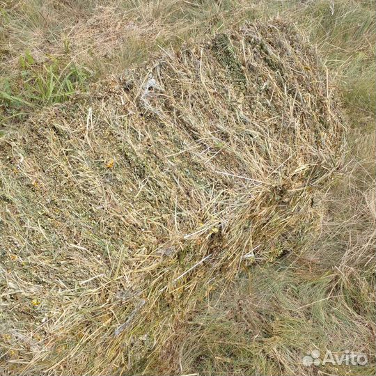 Сено луговое разнотравие, люцерна