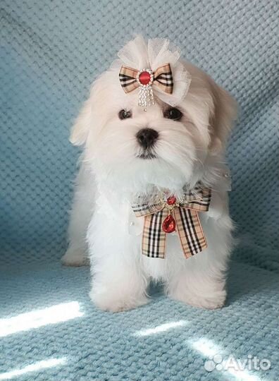 Роскошные щенки мальтезе