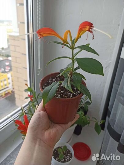 Эсхинантус жар птица