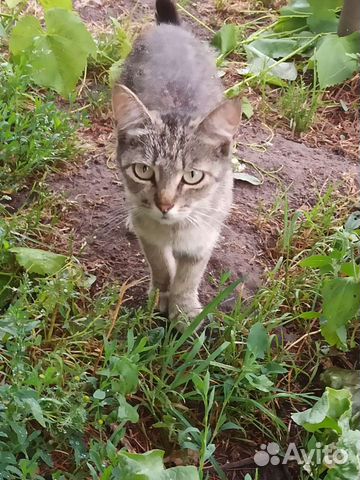 Кошка Серышка