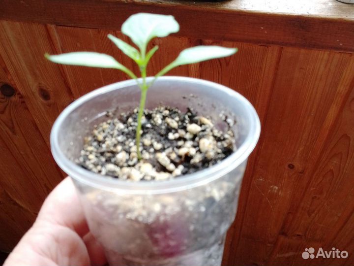 Рассада комнатных перцев