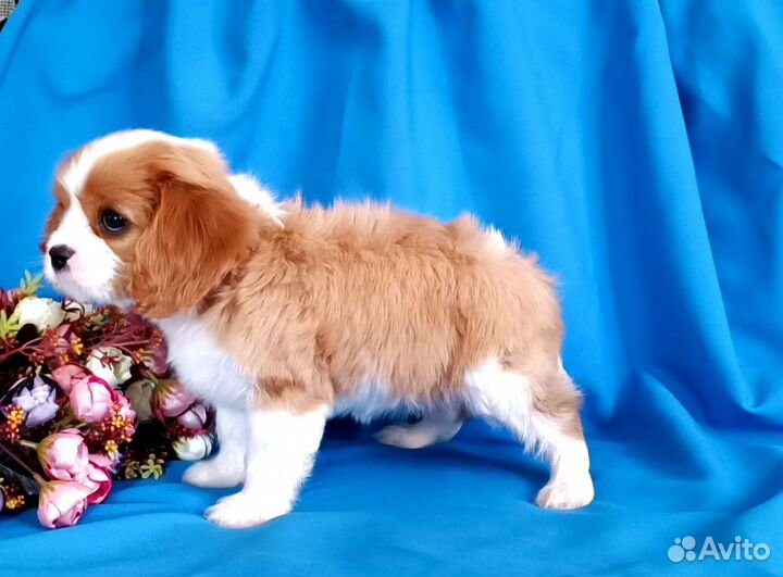Кавалер Кинг Чарльз спаниель девочка