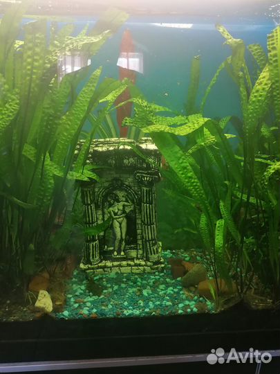 Аквариум