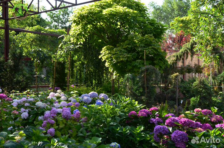 Декоративные растения для участка/кашпо