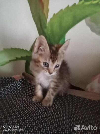 Майн кун котята