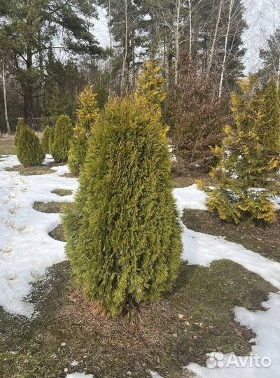 Туя с гарантией приживаемости