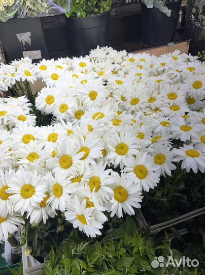 Цветы розы кустовые розы хризантемы подсолнух