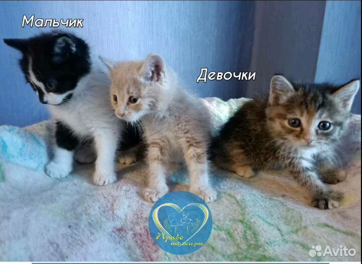 Красивые малыши,2 месяца ищут дом