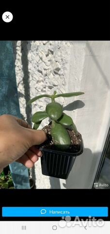 Толстянка денежное дерево