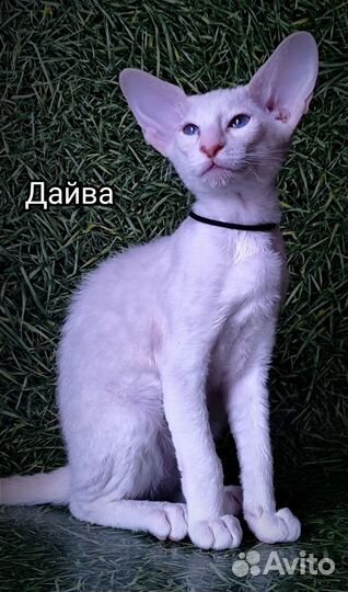 Кошка петерболд
