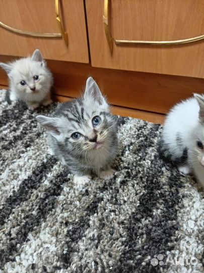 Кошка в дар бесплатно