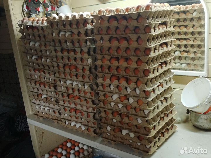 Домашние куриные яйца