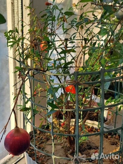 Гранат комнатный