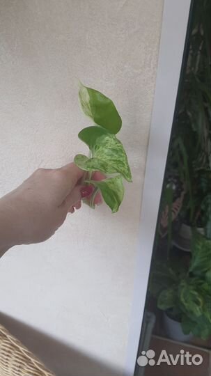 Монстера, филодендроны, сциндапсус