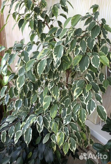 Фикус Бенджамина Бафт