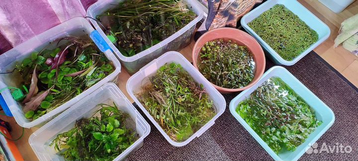 Аквариумные растения прополка