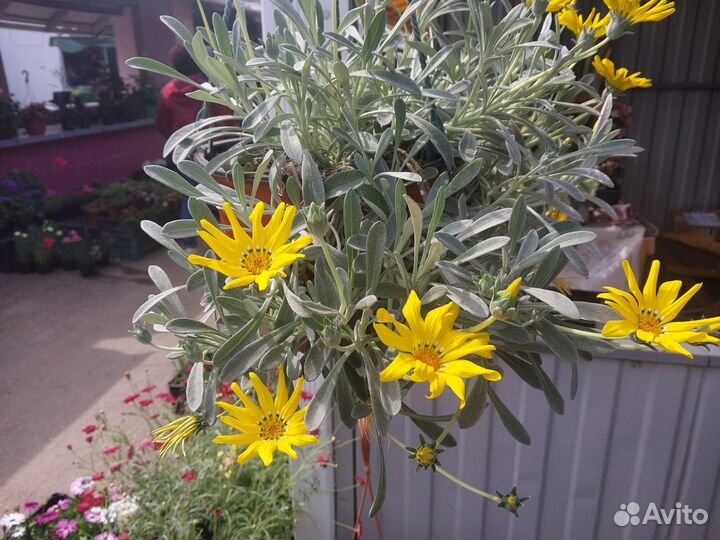 Остеоспермум, Герань и другие летники