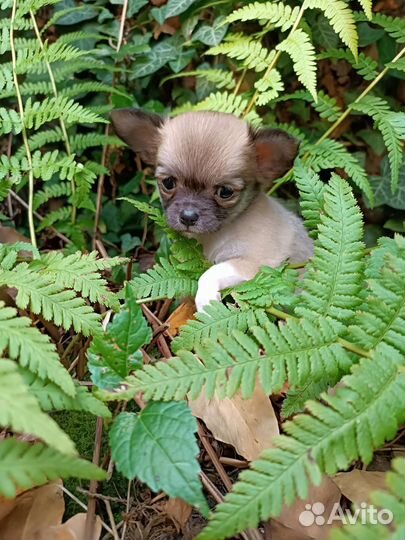 Чихуахуа девочка