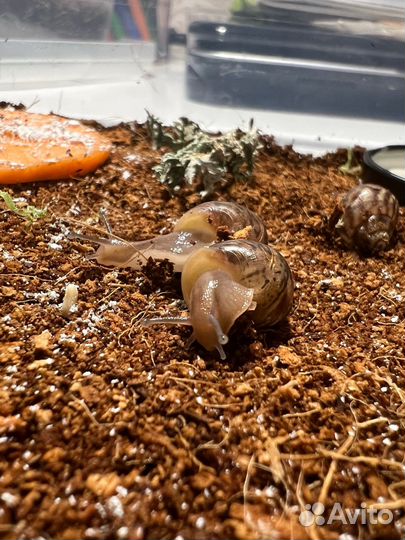 Улитка ахатина