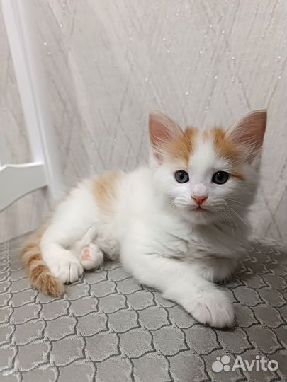 Котята мейн-кун