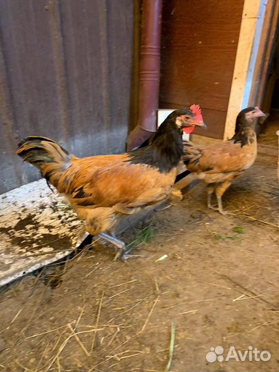 Петух-порода Форверк