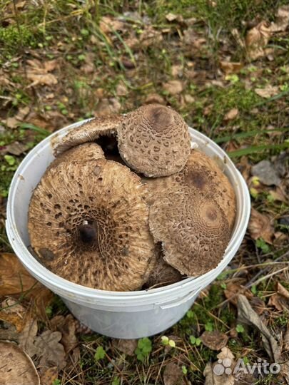 Грибы Зонтики 10л