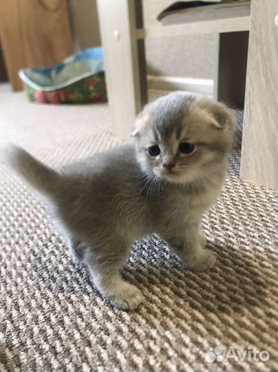 Британские котята