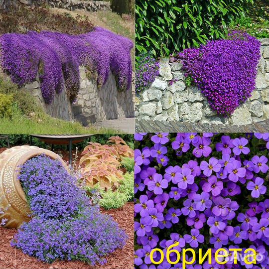 Овсяница, Ясколка, Тимьян, Обриета