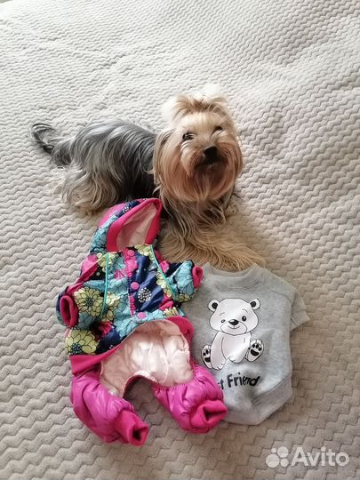 Одежда для собак