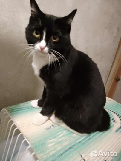 Кошка в дар