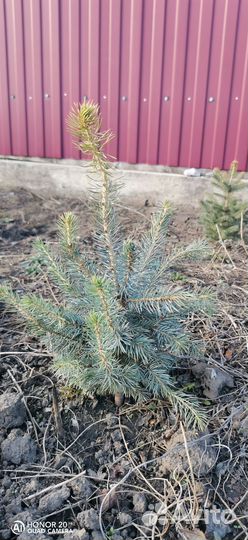 Саженцы ель голубая Мэджик Блю