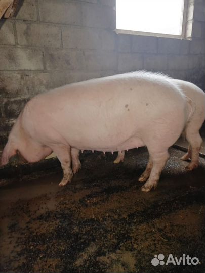 Супоростные свиньи,хряк