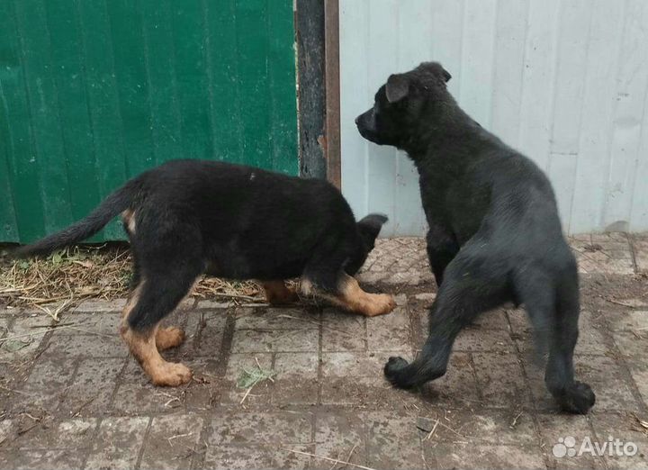 Немецкая овчарка