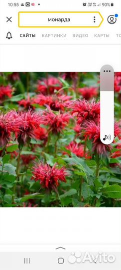 Манарда, многолетник