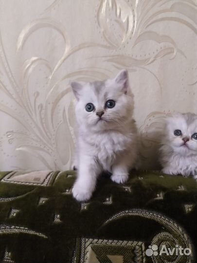 Шотландские котята