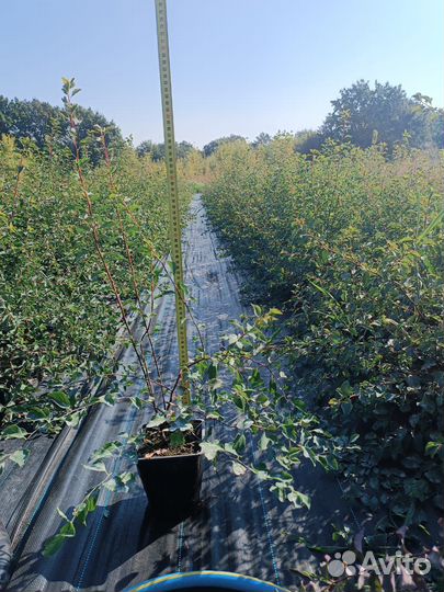 Спирея вангутта