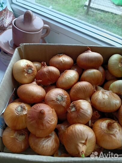 Лук и чеснок на посадку