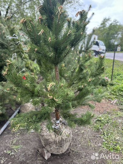 Сосна обыкновенная. Большой выбор. В наличии