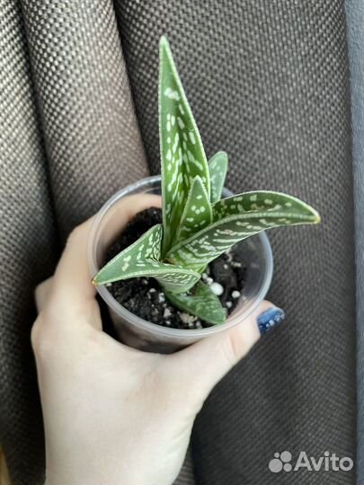 Растения комнатные микс