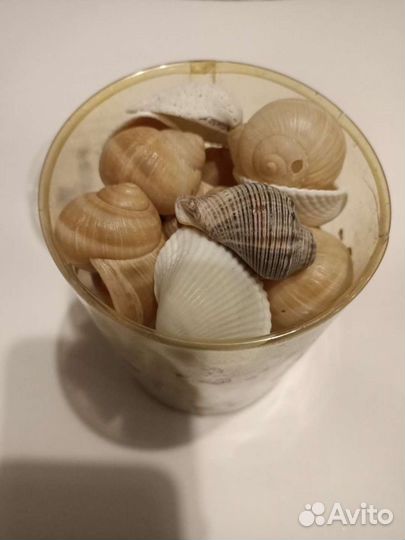 Ракушки и камни с моря