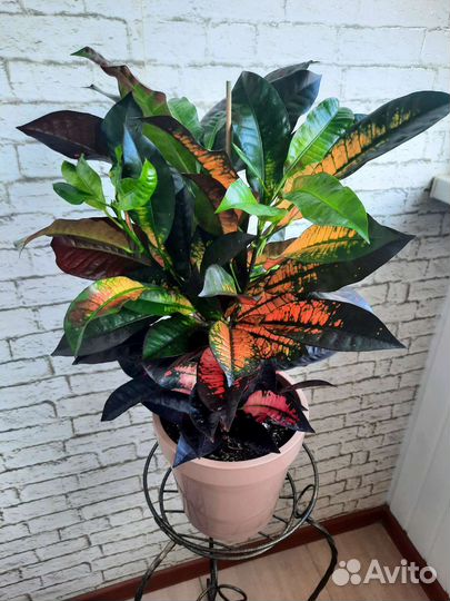 Кротон миссис айстон большой