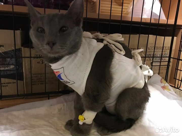 Ветеринарный врач