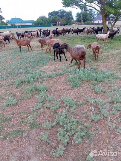 Овцематки кол. 100 гол,бараны произв. в кол.10 гол