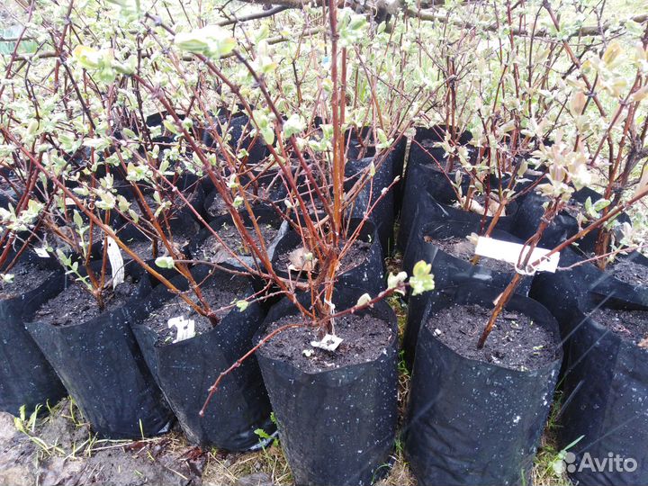 Саженцы крупноплодной жимолости