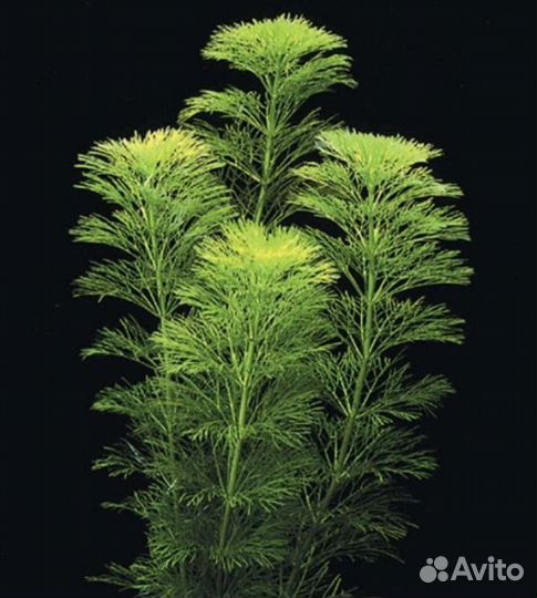 Аквариумные растения